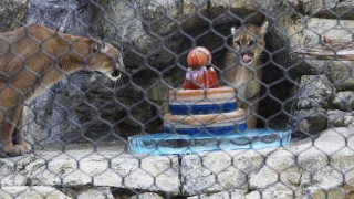 Illustration for article titled Adorable Photos of Zoo Animals Eating Popsicles During Heatwave